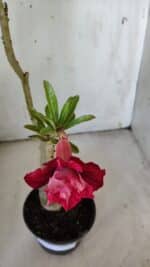 ENXERTO 11914 – 30cm (cor LM 526) - Imagem 5