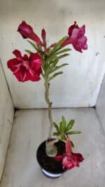 ENXERTO 11914 – 30cm (cor LM 526) - Imagem 4