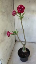 ENXERTO 11914 – 30cm (cor LM 526) - Imagem 7