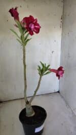 ENXERTO 11914 – 30cm (cor LM 526) - Imagem 6