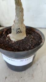 ENXERTO 11915 – 22cm (cor LM 351) - Imagem 7