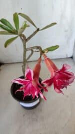 ENXERTO 11915 – 22cm (cor LM 351) - Imagem 4