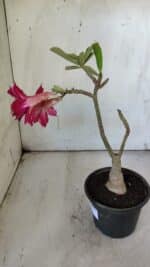 ENXERTO 11915 – 22cm (cor LM 351) - Imagem 6