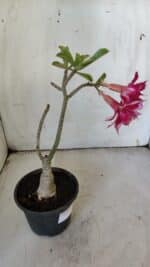 ENXERTO 11915 – 22cm (cor LM 351) - Imagem 5