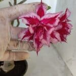 ENXERTO 11915 – 22cm (cor LM 351)