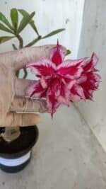 ENXERTO 11915 – 22cm (cor LM 351)