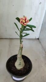 ENXERTO 11916 – 22cm (cor LM 618) - Imagem 2