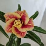 ENXERTO 11916 – 22cm (cor LM 618)