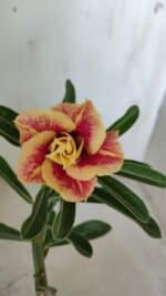 ENXERTO 11916 – 22cm (cor LM 618)