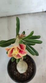 ENXERTO 11916 – 22cm (cor LM 618) - Imagem 4