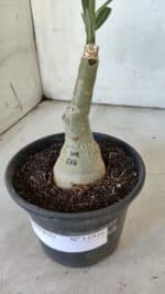 ENXERTO 11916 – 22cm (cor LM 618) - Imagem 6