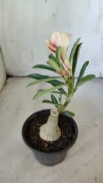 ENXERTO 11916 – 22cm (cor LM 618) - Imagem 5