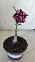 ENXERTO 11917 – 20cm (cor LM 989) Id: Estrela Purpura - Imagem 2