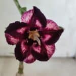 ENXERTO 11917 – 20cm (cor LM 989) Id: Estrela Purpura