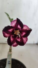 ENXERTO 11917 – 20cm (cor LM 989) Id: Estrela Purpura