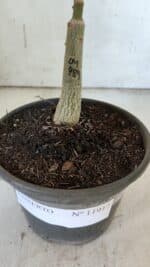 ENXERTO 11917 – 20cm (cor LM 989) Id: Estrela Purpura - Imagem 6