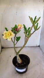 ENXERTO 11918 – 25cm (cor LM 557) - Imagem 2