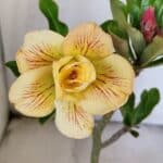 ENXERTO 11918 – 25cm (cor LM 557)