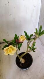 ENXERTO 11918 – 25cm (cor LM 557) - Imagem 4