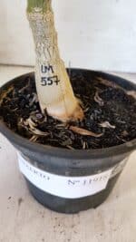 ENXERTO 11918 – 25cm (cor LM 557) - Imagem 6