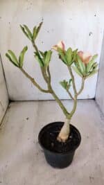 ENXERTO 11918 – 25cm (cor LM 557) - Imagem 5