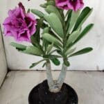 ENXERTO 11919 – 25cm (cor LM 741)