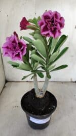 ENXERTO 11919 – 25cm (cor LM 741)