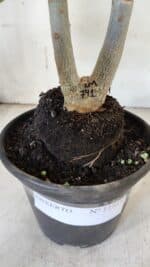 ENXERTO 11919 – 25cm (cor LM 741) - Imagem 8