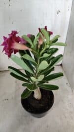 ENXERTO 11919 – 25cm (cor LM 741) - Imagem 6