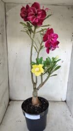 ENXERTO 11921 – 40cm (cor LM 636 e LM 848) - Imagem 2