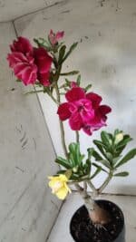 ENXERTO 11921 – 40cm (cor LM 636 e LM 848) - Imagem 6