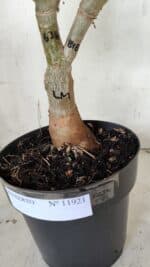 ENXERTO 11921 – 40cm (cor LM 636 e LM 848) - Imagem 11