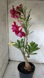 ENXERTO 11921 – 40cm (cor LM 636 e LM 848) - Imagem 8