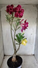 ENXERTO 11921 – 40cm (cor LM 636 e LM 848) - Imagem 7