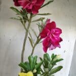 ENXERTO 11921 – 40cm (cor LM 636 e LM 848)