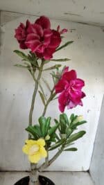 ENXERTO 11921 – 40cm (cor LM 636 e LM 848)