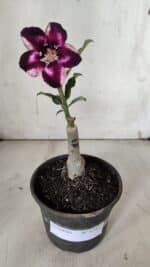 ENXERTO 11922 – 20cm (cor LM 989) iD: Estrela purpura - Imagem 2