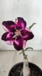 ENXERTO 11922 – 20cm (cor LM 989) iD: Estrela purpura