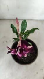 ENXERTO 11922 – 20cm (cor LM 989) iD: Estrela purpura - Imagem 4