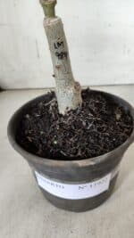 ENXERTO 11922 – 20cm (cor LM 989) iD: Estrela purpura - Imagem 6