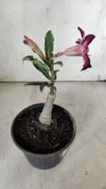 ENXERTO 11922 – 20cm (cor LM 989) iD: Estrela purpura - Imagem 5