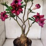 ENXERTO 11924 – 40cm (cor LM 385)