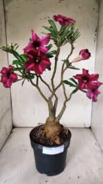 ENXERTO 11924 – 40cm (cor LM 385)