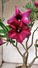 ENXERTO 11924 – 40cm (cor LM 385) - Imagem 3