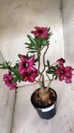 ENXERTO 11924 – 40cm (cor LM 385) - Imagem 6