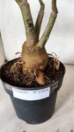 ENXERTO 11924 – 40cm (cor LM 385) - Imagem 9