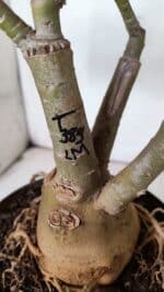 ENXERTO 11924 – 40cm (cor LM 385) - Imagem 8