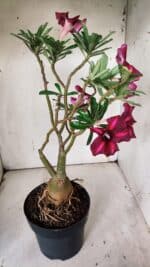 ENXERTO 11924 – 40cm (cor LM 385) - Imagem 7