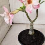 ENXERTO 11925 – 20cm (cor LM 728)