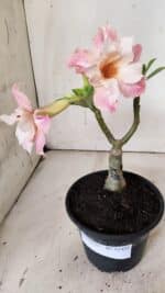 ENXERTO 11925 – 20cm (cor LM 728)